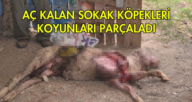 Sokak Köpekleri Koyunları Parçaladı