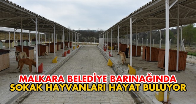 Sokak Hayvanları, Hayvan Bakım Evinde Hayat Buluyor