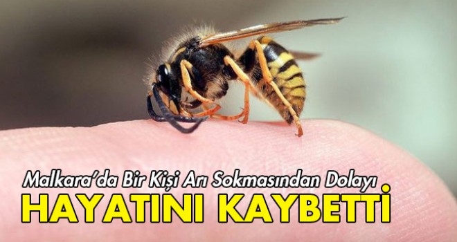 Arı Sokmasından Dolayı Bir Kişi Hayatını Kaybetti