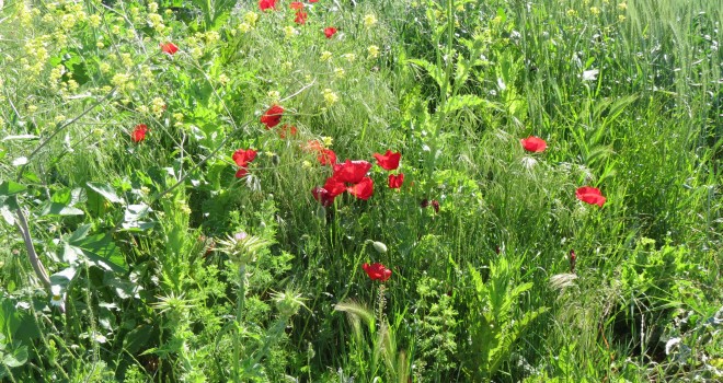 Baharın Habercisi; Gelincikler!