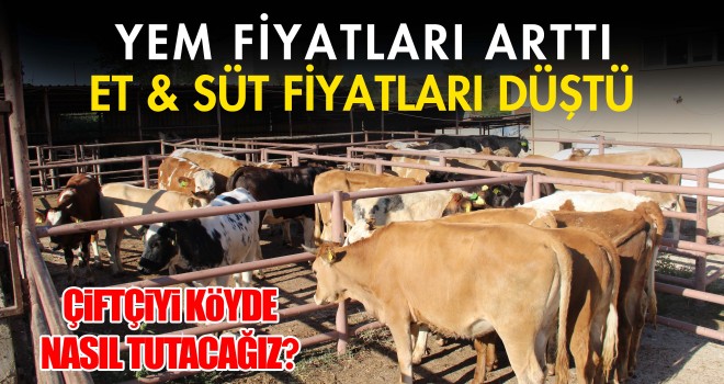 Süt yem paritesi bozuldu süt üretimi yüzde 15 düştü!