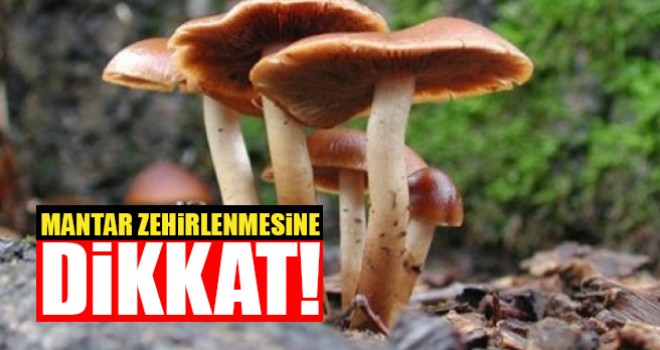 Mantar Zehirlenmesine Karşı Uyarı!