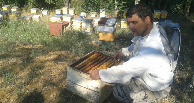 IHLAMUR BAL SAĞIMI BAŞLADI