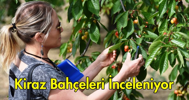 Kiraz Yarışması’na Başvuran Üreticilerin Bahçeleri İncelenmeye Başladı