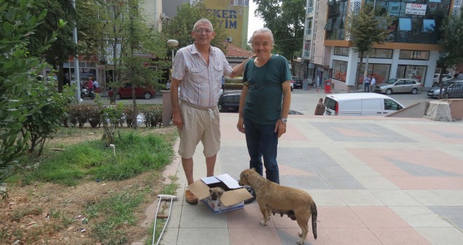 Kendilerini Sokak Hayvanlarına Adadılar