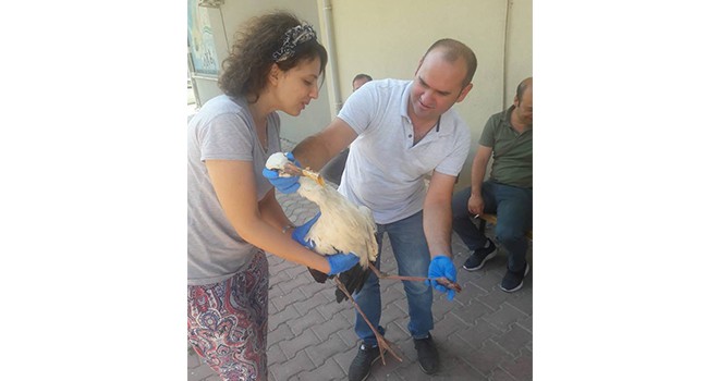 Yaralı Leylek Tedavi Altına Alındı