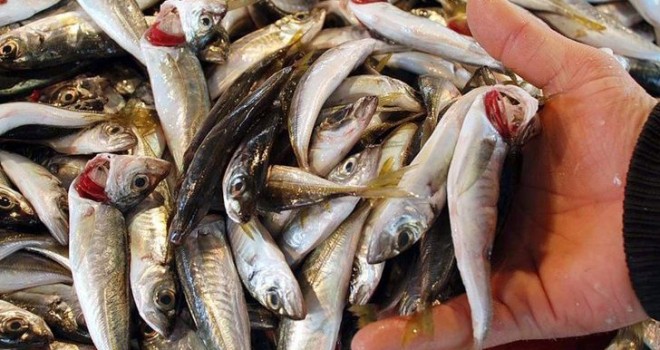 Kırmızı etten sonra bir uyarı da balık için! Aynı tehlike